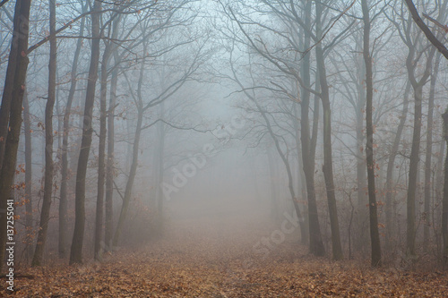Landscape of a misty forest at winter
