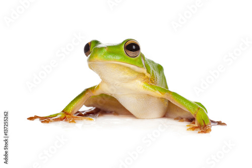 Sitting frog