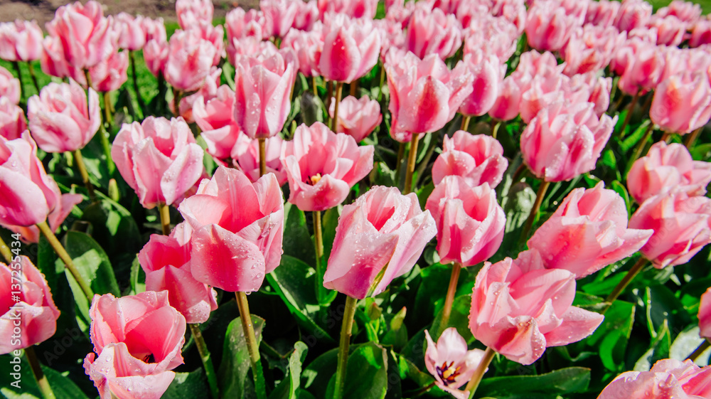 Group of pink tulips. Spring landscape. Holland. Group of pink tulips. Spring landscape. Holland.