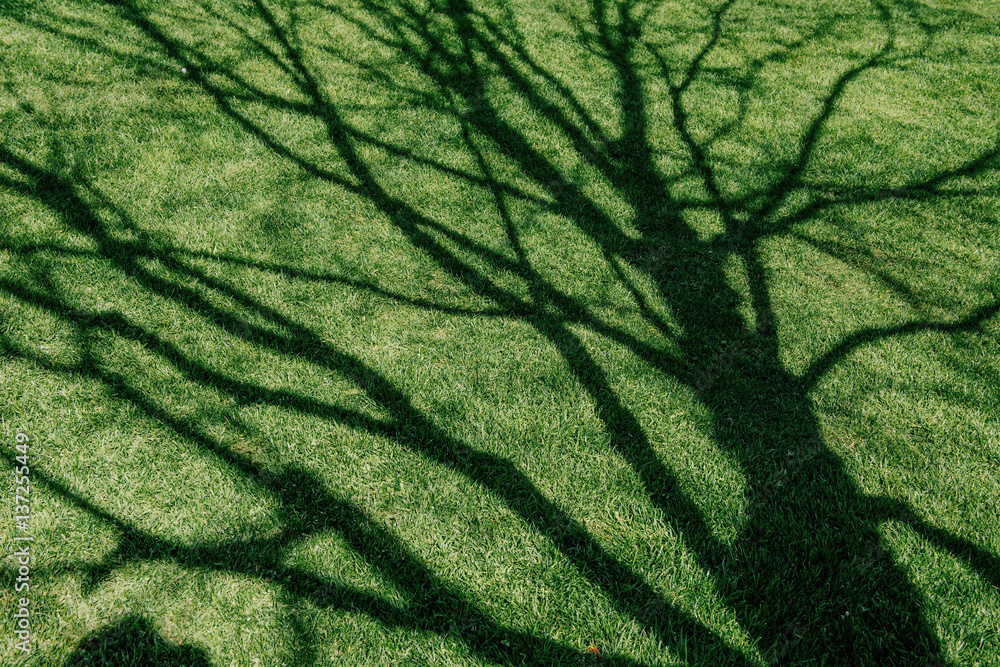 lawn of green grass lawn of green grass