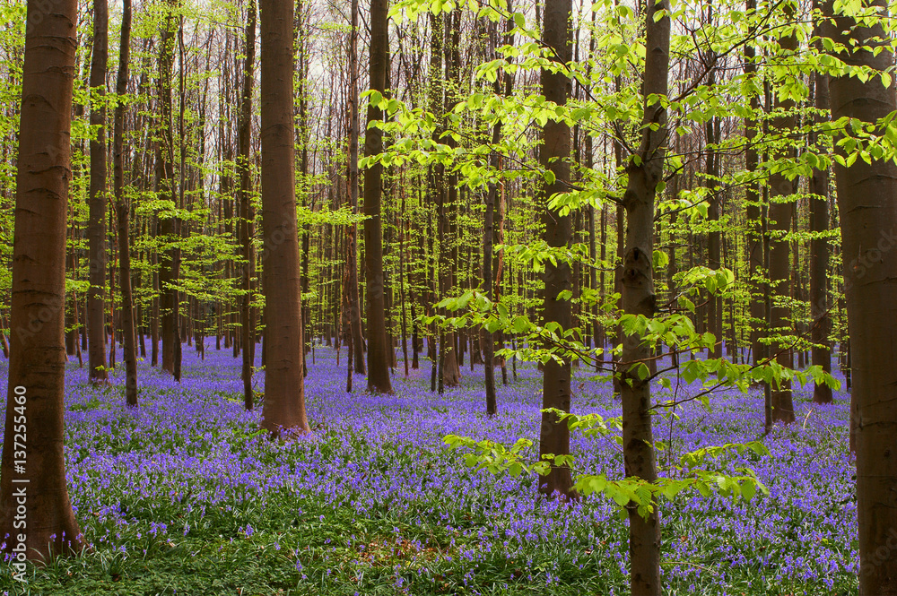 Fototapeta premium Spring greens and blues