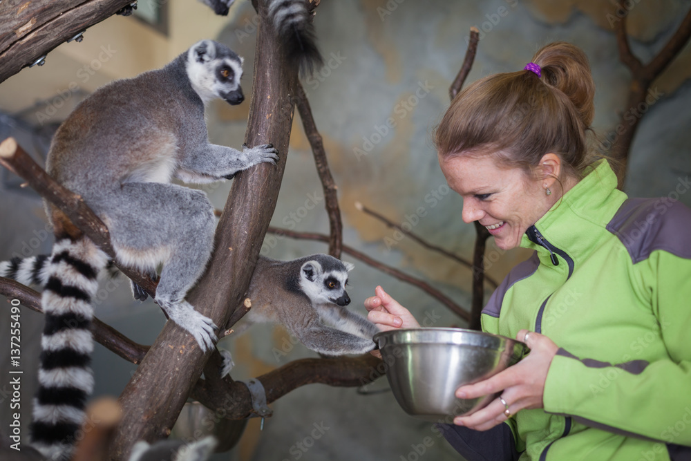Fototapeta premium Catta lemur on a tree branch at the zoo savor a snack and relax