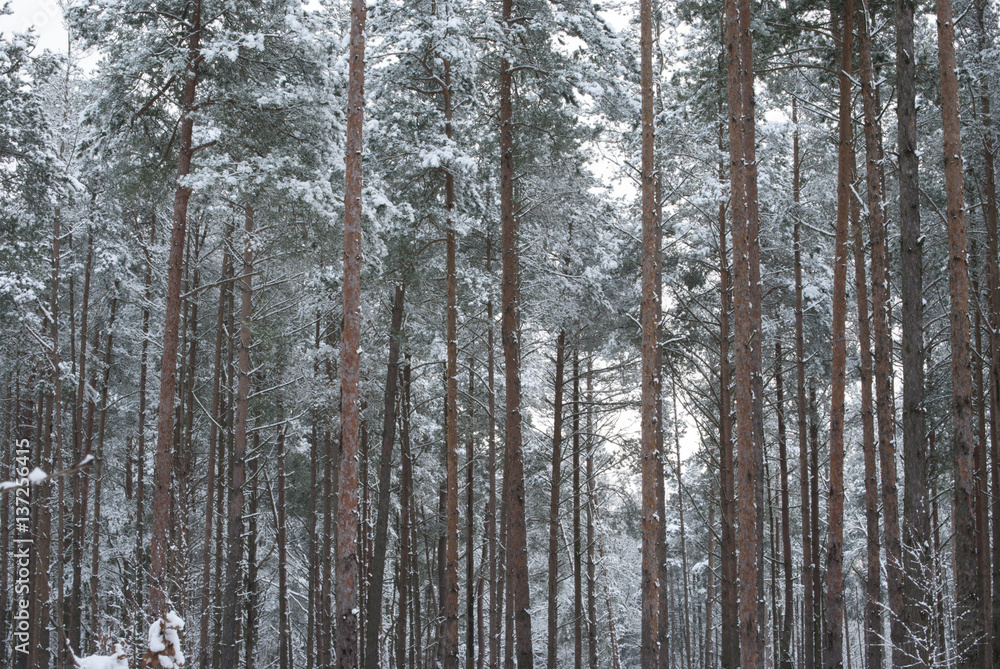 Winter in the pine forest Winter in the pine forest
