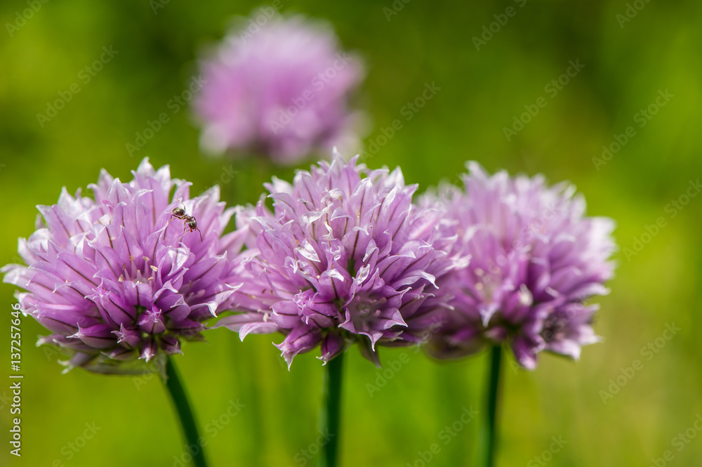 Ant and decorative garlic flowers Ant and decorative garlic flowers