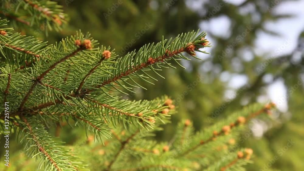 Fir trees and branches moving on the wind outdoor in nature Fir trees and branches moving on the wind outdoor in nature