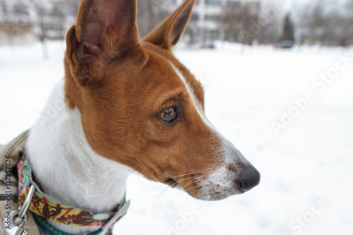 Basenji dog walking in winter park. Cold snowy day. Dog in winter clothes