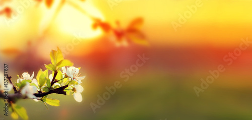 Sunset. Spring blooming white cherry flowers on a blurred background orange sun on the horizon. Banner for website. Panorama. Blurred space for your text.