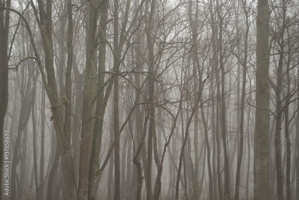 Calm foggy morning in bare forest