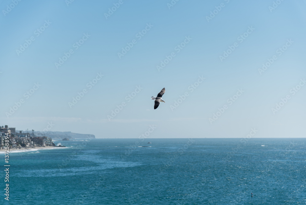 Fototapeta premium Soaring seagull in Laguna Beach, California