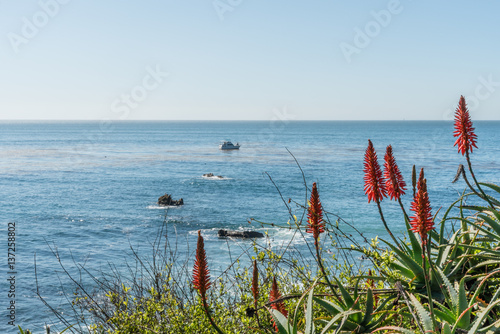 Red aloe flowers in Laguna Beach, California