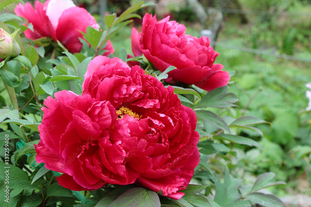 Fototapeta premium 牡丹の花