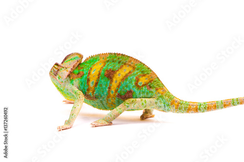 Yemen chameleon muzzle isolated on white background