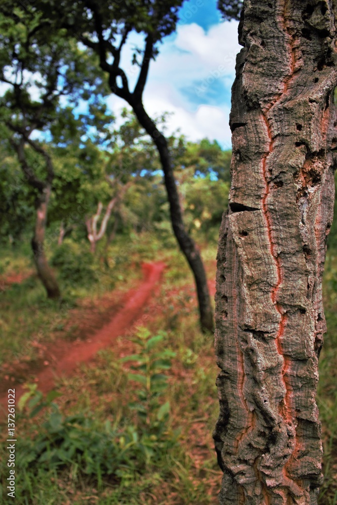 Treaded tree Treaded tree