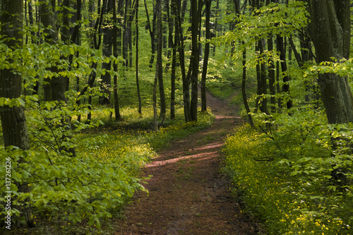 Fototapeta Naklejka Na Ścianę i Meble -  Peaceful forest path