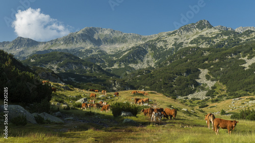 High cows
