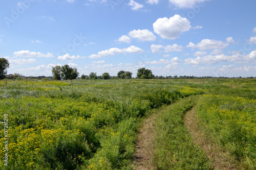 Landscape with wild herbs and flowers and blue sky