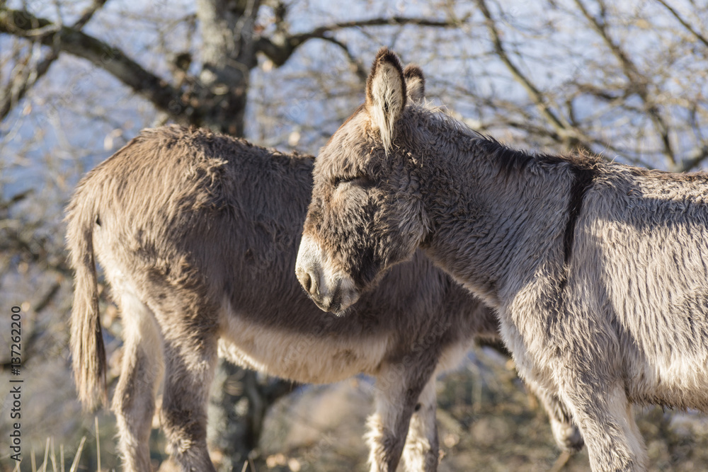 Fototapeta premium Anes dans le massif de Belledonne.