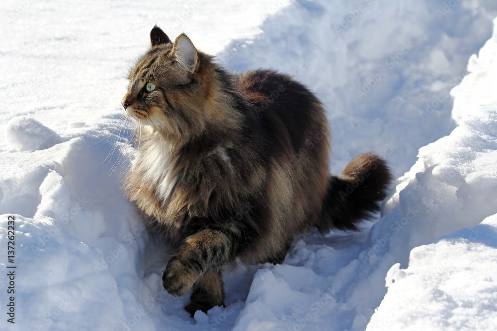 Eine Norwegische Waldkatze im Winter