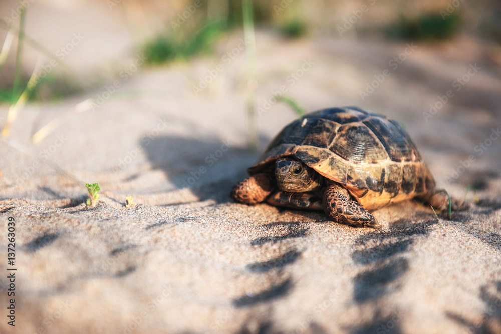 Obraz premium turtle goes slowly in the sand with its protective shell