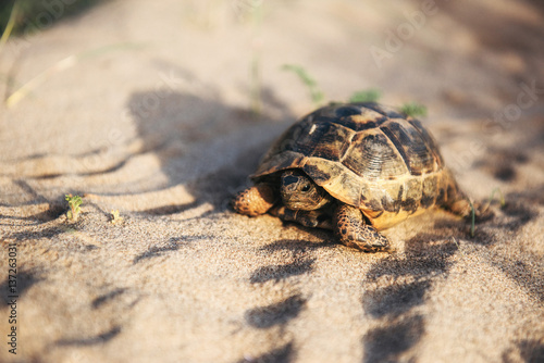 turtle goes slowly in the sand with its protective shell