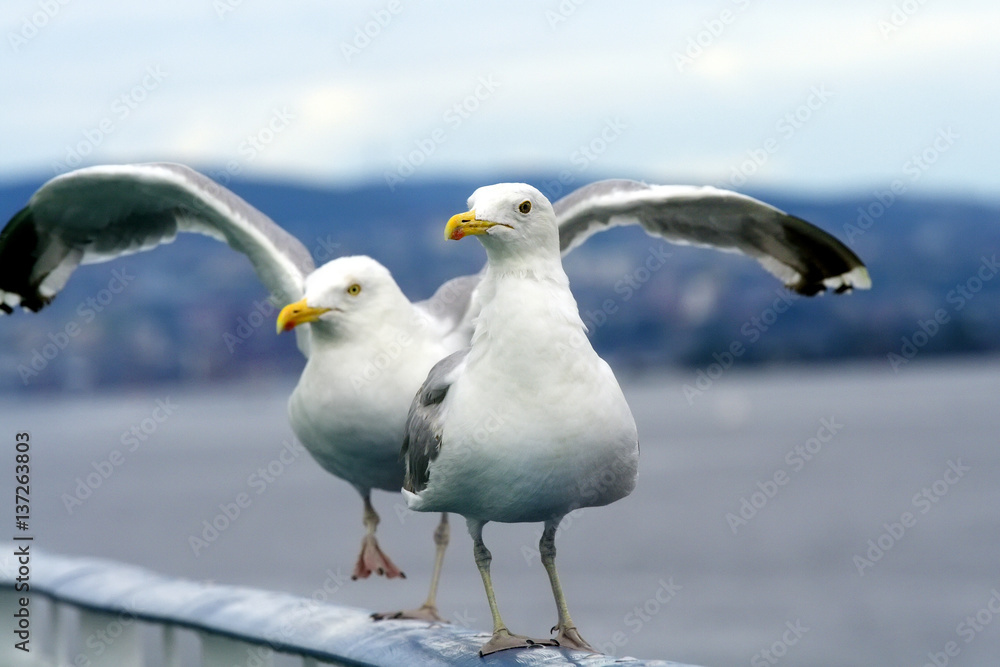 Large beautiful gull breeding ( Larus fuscus) on the Atlantic coast of Europe and along the northern coast of the Russian Federation. Large beautiful gull breeding ( Larus fuscus) on the Atlantic coast of Europe and along the northern coast of the Russian Federation.
