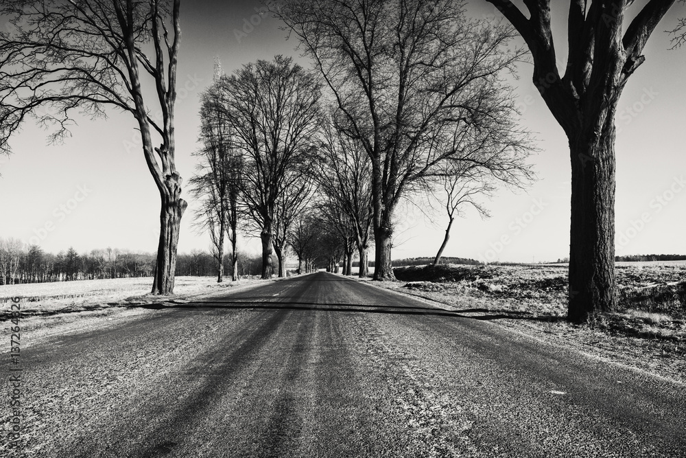 Empty Asphalt Road and Old Trees on Sides, Black and White Edit