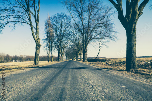 Old Trees along Empty Countryside Road