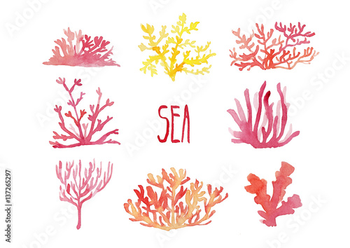 Hand drawing of a set of elements of marine corals. Watercolor illustration