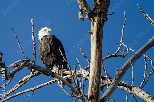 Bald Eagle Perched High in the Winter Tree