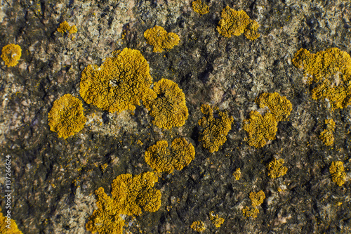 Old moss stone background