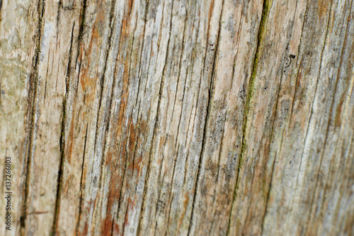 Old wood texture