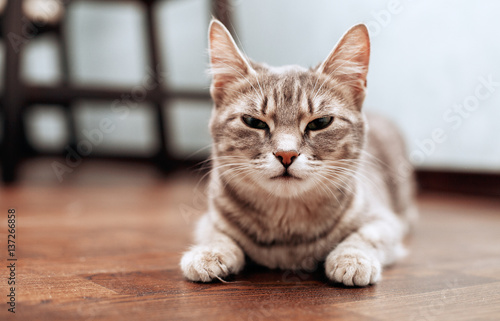 The gray cat sleeps. The concept of pets.