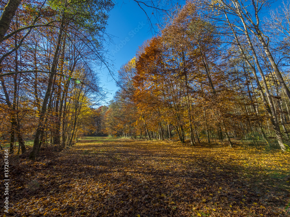 Fototapeta premium Autumn at Lake Starnberg in Ambach, Bavaria, Germany, Europe