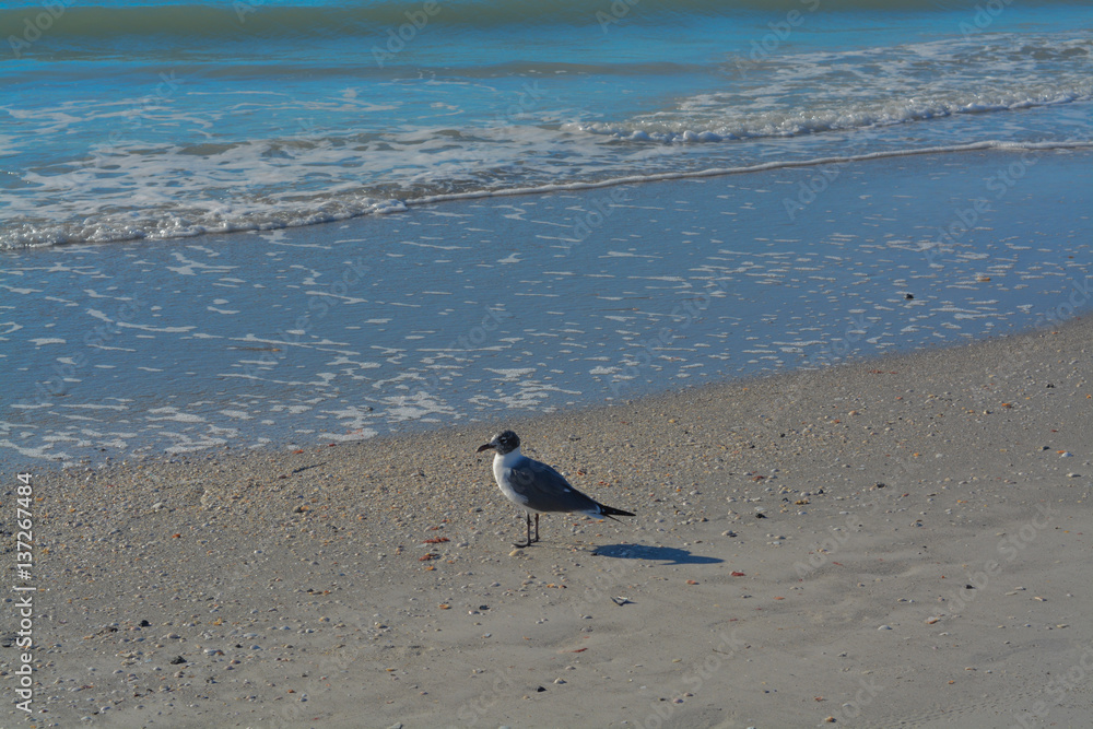 Bird enjoying Indian Rocks Beach in Florida, USA. Bird enjoying Indian Rocks Beach in Florida, USA.