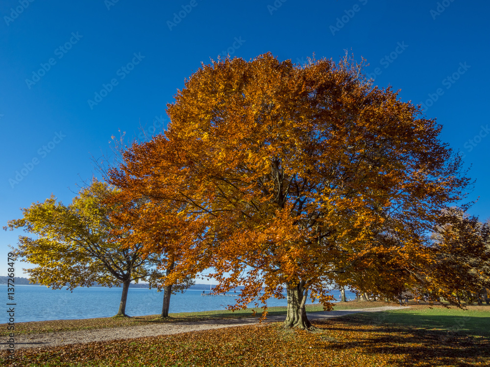 Naklejka premium Autumn at Lake Starnberg in Ambach, Bavaria, Germany, Europe
