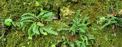 Old moss covered stone wall with fern plants


