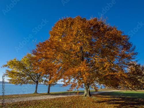 Autumn at Lake Starnberg in Ambach  Bavaria  Germany  Europe