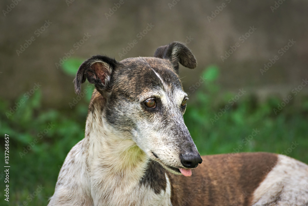 Portrait of a young Greyhounds outdoor