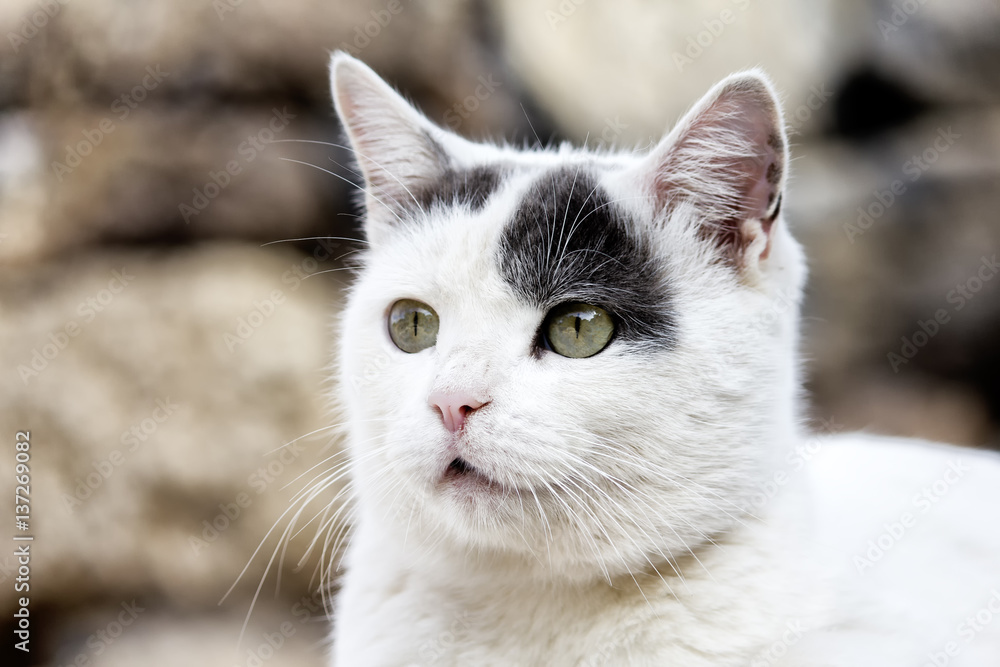 Gata blanca con mancha gris y ojos verdes mirando al infinito Gata blanca con mancha gris y ojos verdes mirando al infinito