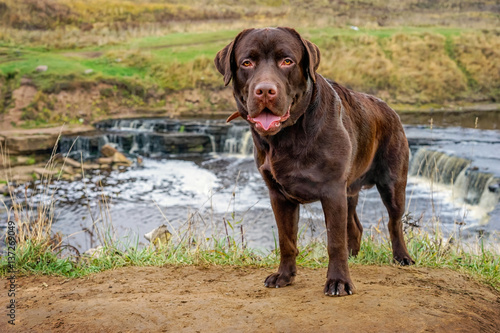 Dog Labrador. Dog near the river. brown labrador.