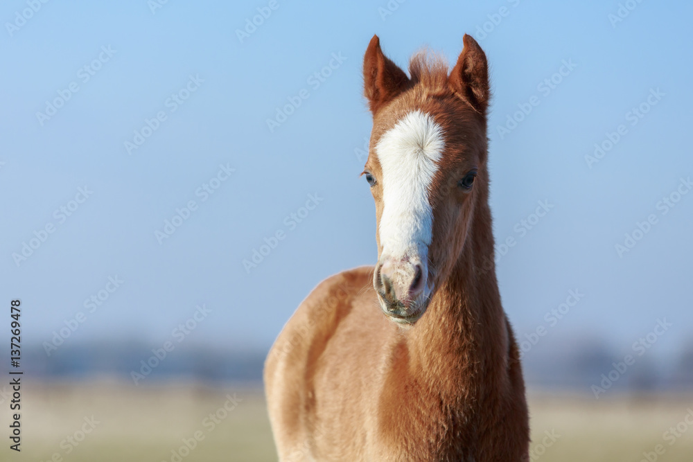 Fototapeta premium Ponyfohlen 