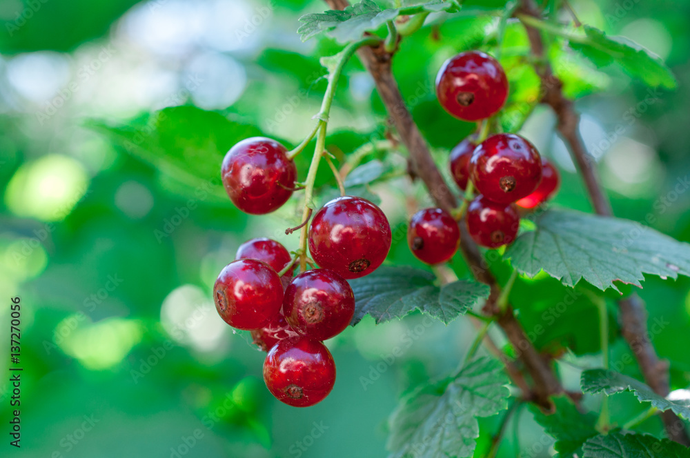 sprig of red currant on a bush in high quality sprig of red currant on a bush in high quality