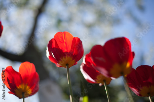 Spring flowers