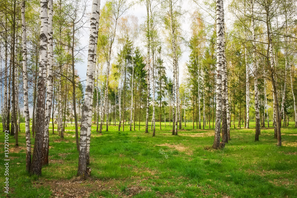 Fototapeta premium Park with birch trees and green grass
