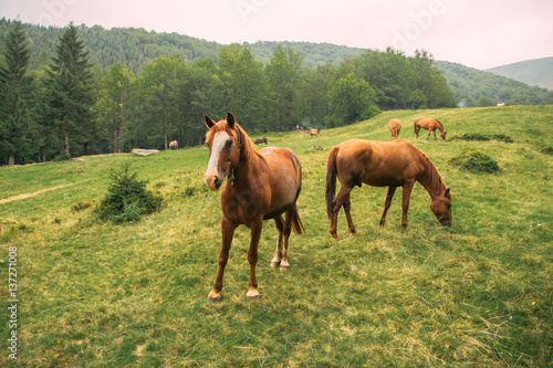 Fototapeta Naklejka Na Ścianę i Meble -  horses in mountains