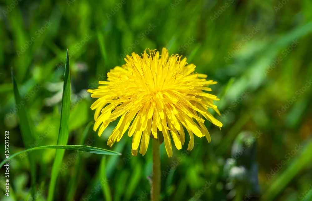 Yellow summer flower dandelion in the grass