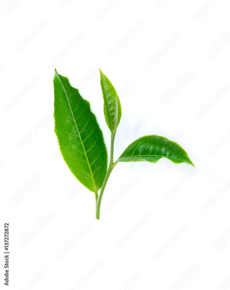 green tea leaf on white bacground green tea leaf on white bacground
