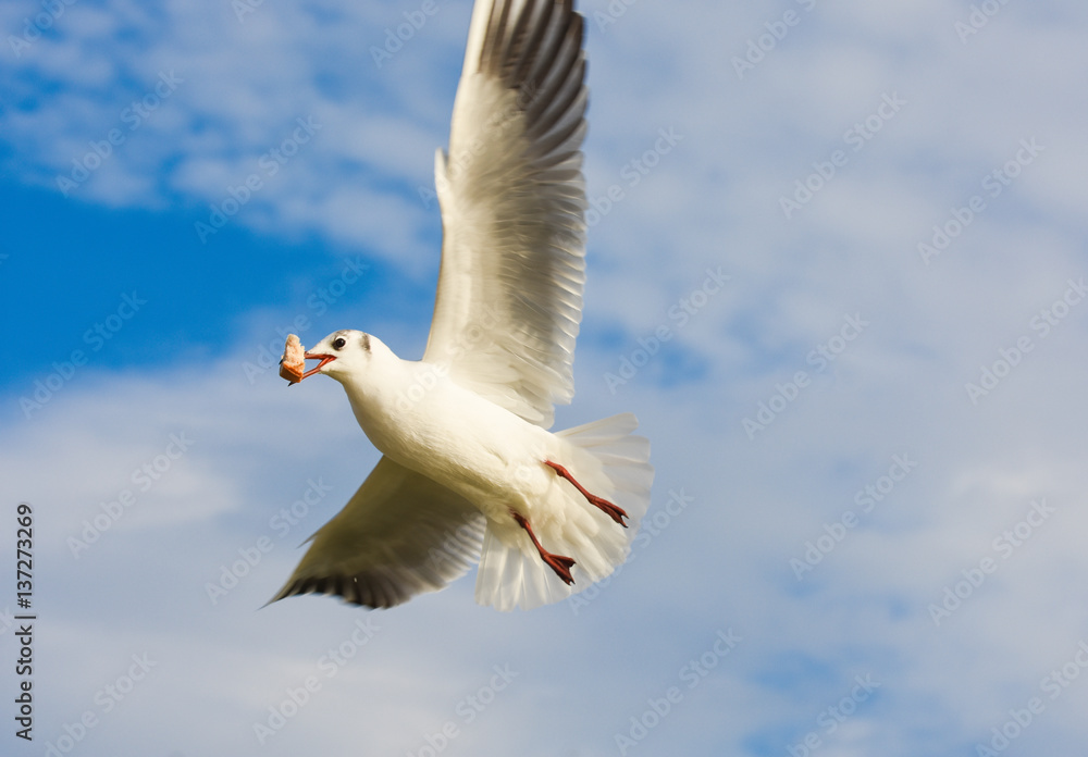 Seagull flying with open wings over blue sky. Seagull flying with open wings over blue sky.