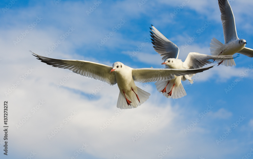 Fototapeta premium Seagulls flying with open wings over blue sky.