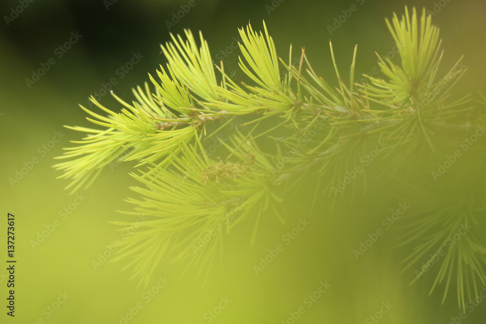 Pine Tree Pine Tree
